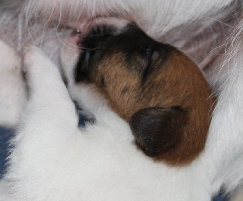 du Manoir Saint Adrien - Fox Terrier Poil lisse - Portée née le 27/07/2012