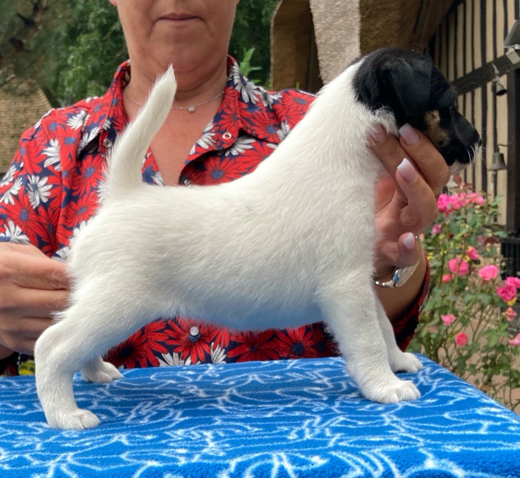 du Manoir Saint Adrien - Fox Terrier Poil lisse - Portée née le 14/08/2020