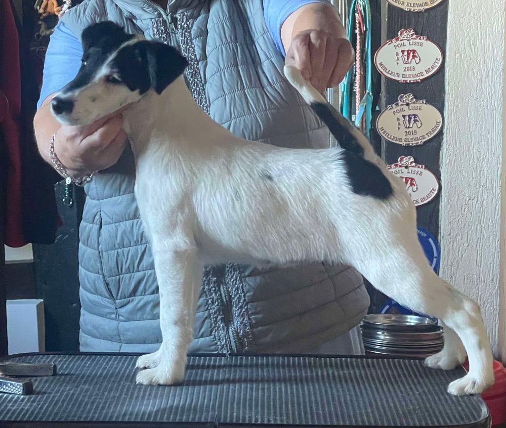 chiot Fox Terrier Poil lisse du Manoir Saint Adrien