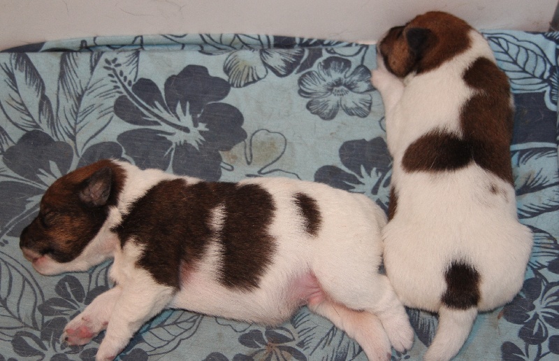 du Manoir Saint Adrien - Fox Terrier Poil lisse - Portée née le 24/01/2011