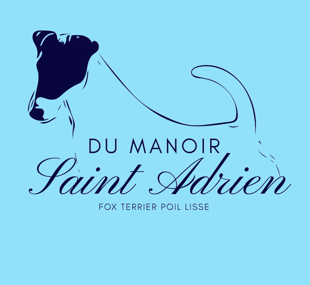 Elevage du Manoir Saint Adrien - éleveur de chiens Fox Terrier Poil lisse