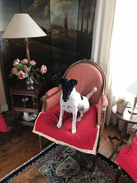 CH. Graindebeauté dit goupil du Manoir Saint Adrien