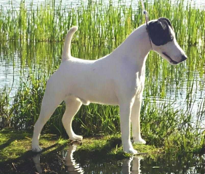 LEEDS CHAMPIONSHIP DOG SHOW