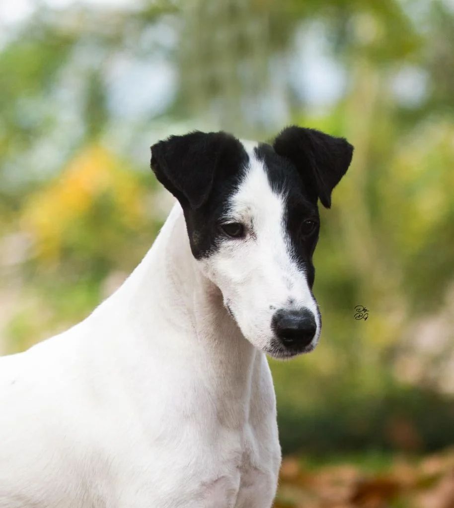 NATIONAL DOG SHOW EN ANGLETERRE - 09/05/2025