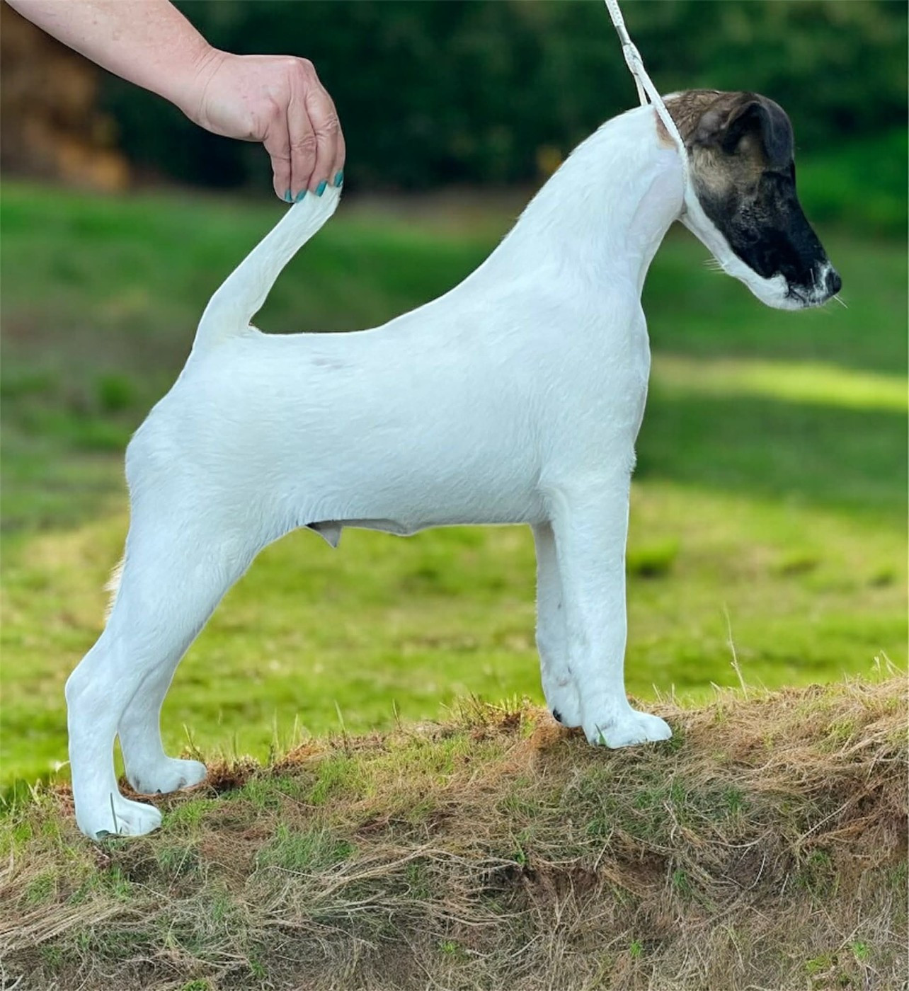 du Manoir Saint Adrien - NOUVEAU CHAMPION JEUNE - ABRAKADABRA DU MANOIR SAINT ADRIEN