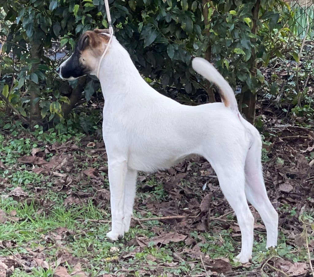 DOGS REVELATION AWARDS 2025 - TOUJOURS AU TOP CH UNA STORIA