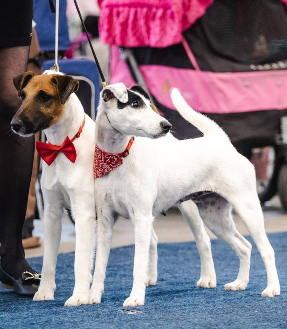 du Manoir Saint Adrien - CH UTOPIA DU MANOIR SAINT ADRIEN - SPECIALE TERRIER EN LITUANIE - VAINQUEUR DU CLUB 2026