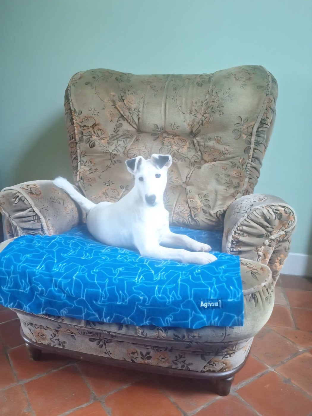 AZZURA MEILLEUR PUPPY - SPECIALE DE RACE A MAUBEUGE - 12/07/2026