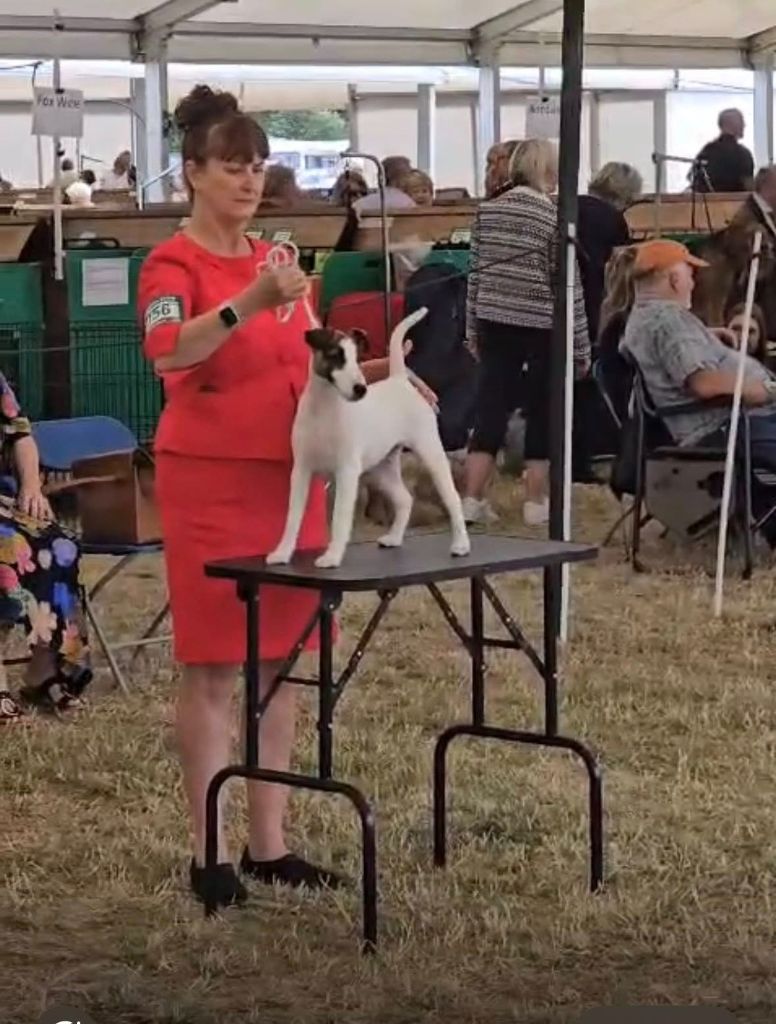 WINDSOR CHAMPIONSHIP DOG SHOW EN ANGLETERRE - LE 27/06/25