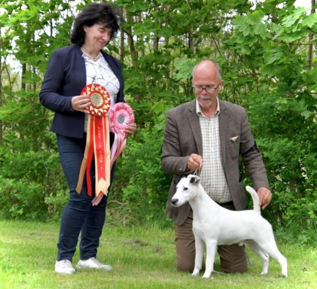 du Manoir Saint Adrien - SUEDE - FOX TERRIER CLUB SUEDOIS SPECIALE - 20/05/25
