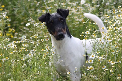 du Manoir Saint Adrien - Luxembourg Dog Show - septembre 2013