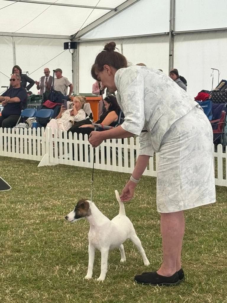 DOG SHOW BOSTON AND DISTRICT CANINE SOCIETY - UK - 06 07 25
