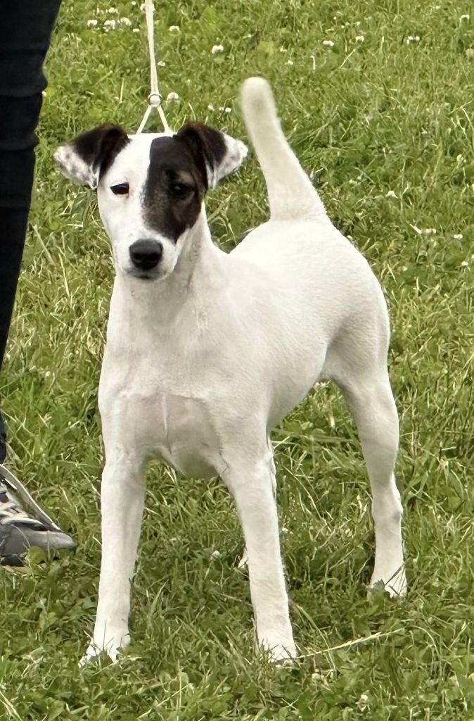 DOG SHOW NATIONAL TOULOUSE LE 11/05/2025