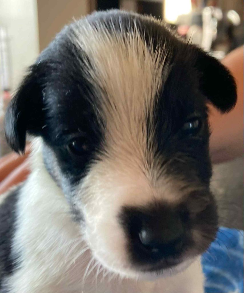 du Manoir Saint Adrien - Chiots disponibles - Fox Terrier Poil lisse