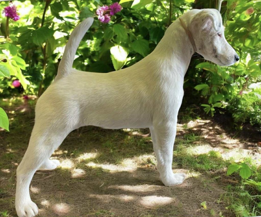 du Manoir Saint Adrien - Fox Terrier Poil lisse - Portée née le 18/01/2025