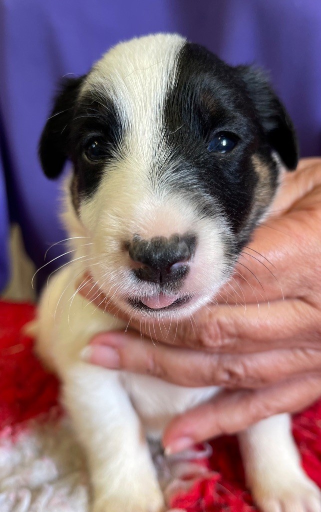 du Manoir Saint Adrien - Chiots disponibles - Fox Terrier Poil lisse