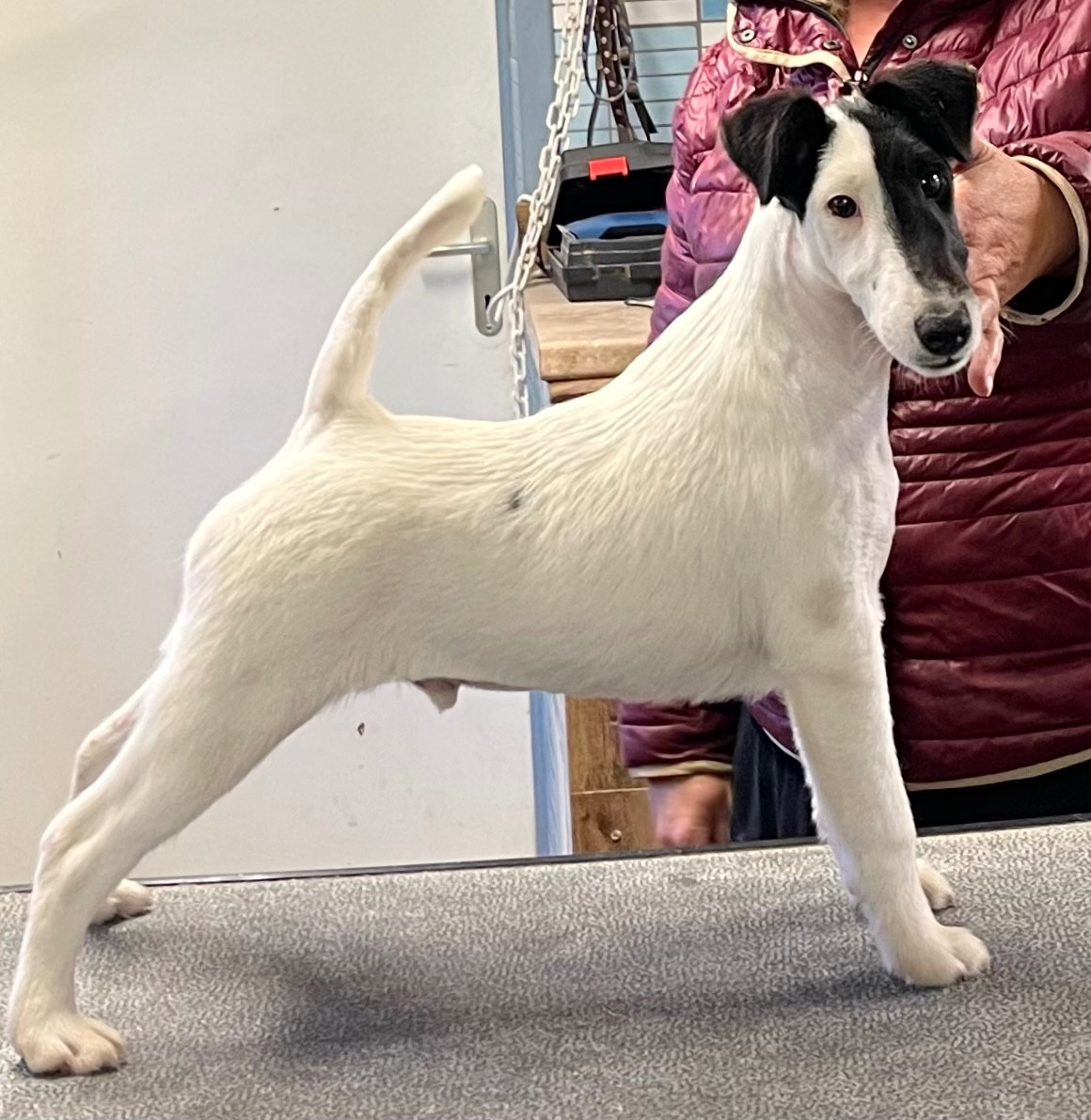 Chiot Fox Terrier Poil lisse du Manoir Saint Adrien