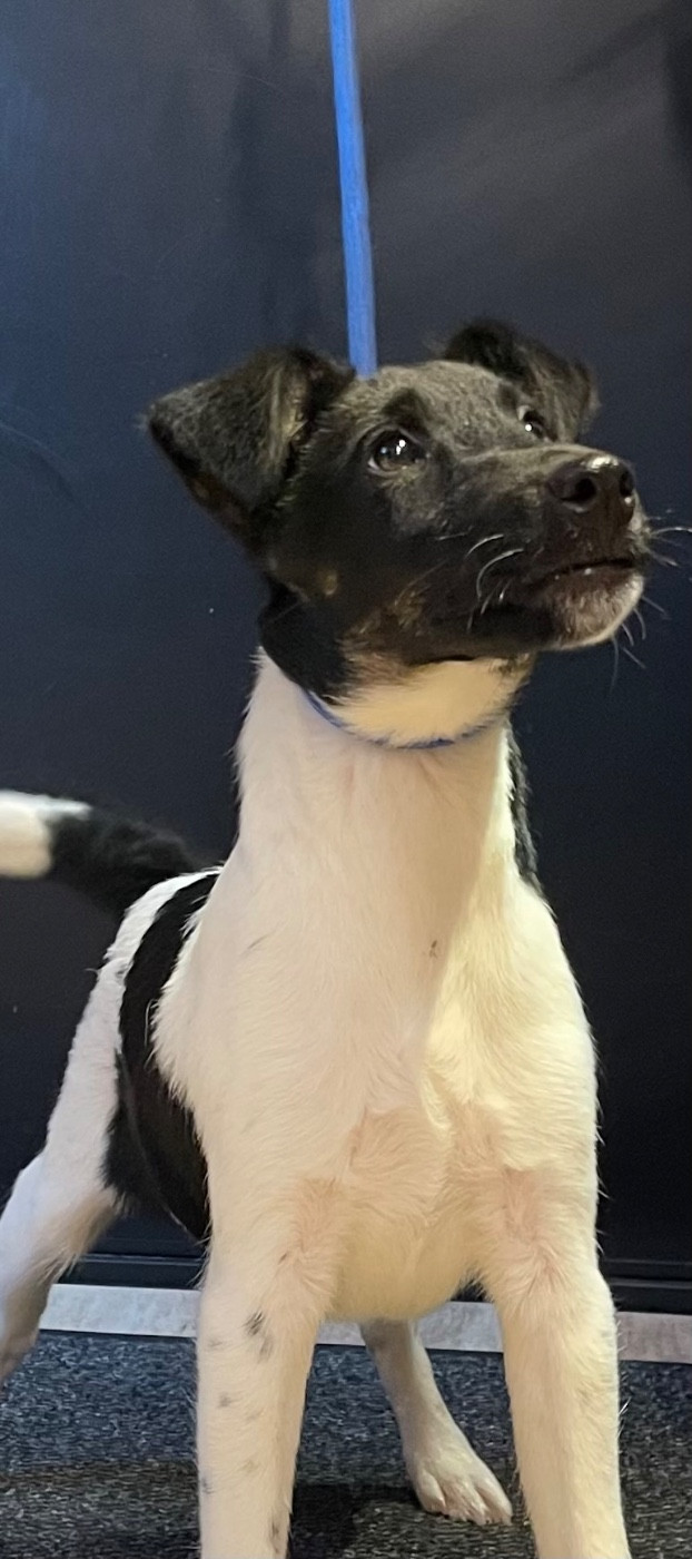 du Manoir Saint Adrien - Chiots disponibles - Fox Terrier Poil lisse