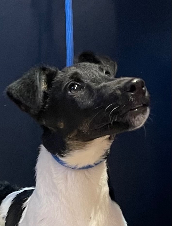 du Manoir Saint Adrien - Fox Terrier Poil lisse - Portée née le 18/06/2025