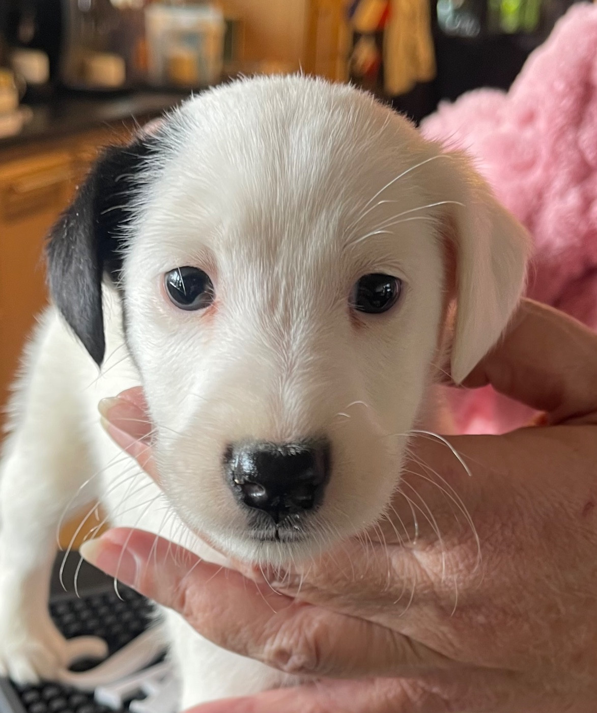 du Manoir Saint Adrien - Chiots disponibles - Fox Terrier Poil lisse