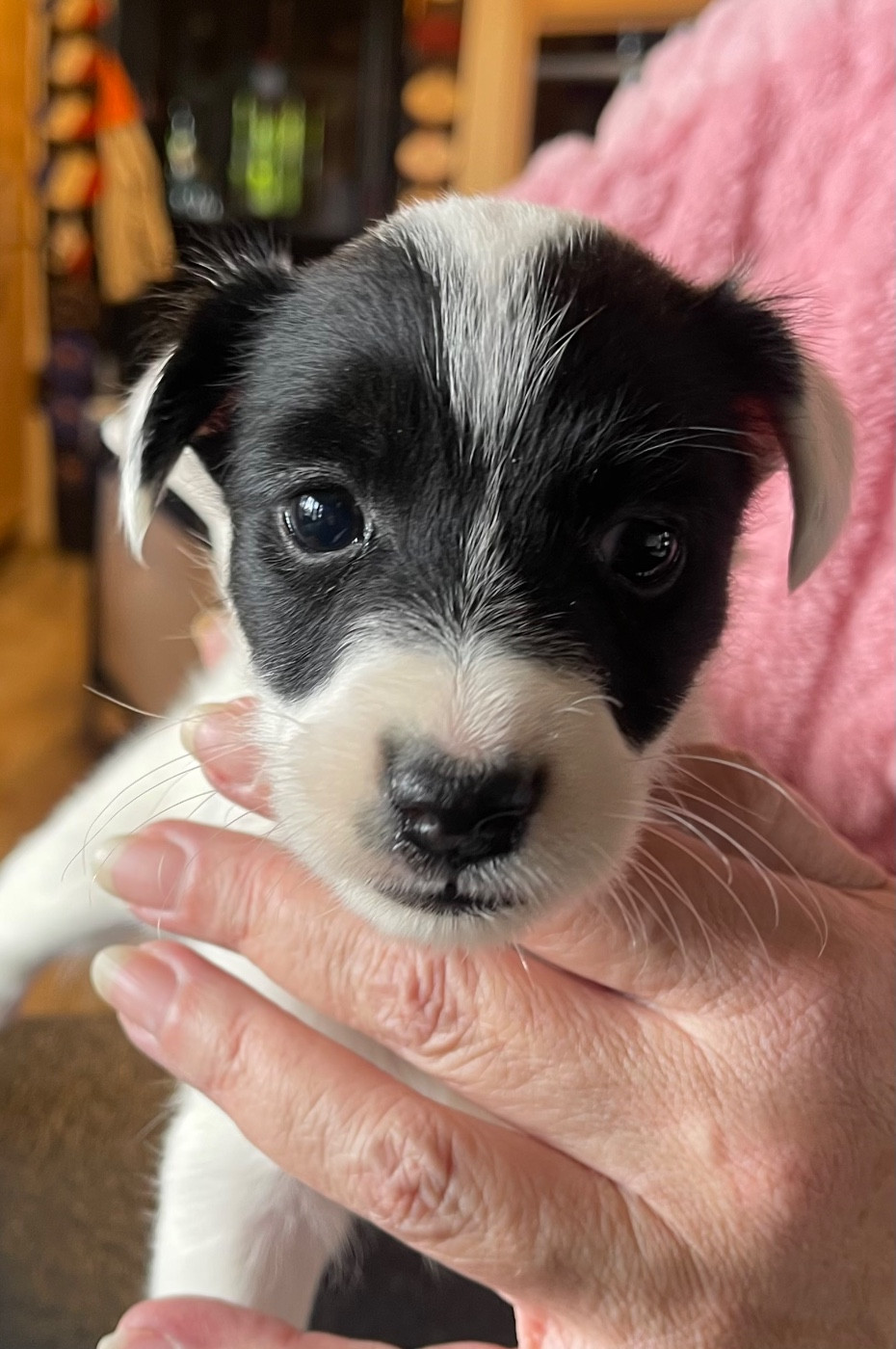 du Manoir Saint Adrien - Chiots disponibles - Fox Terrier Poil lisse