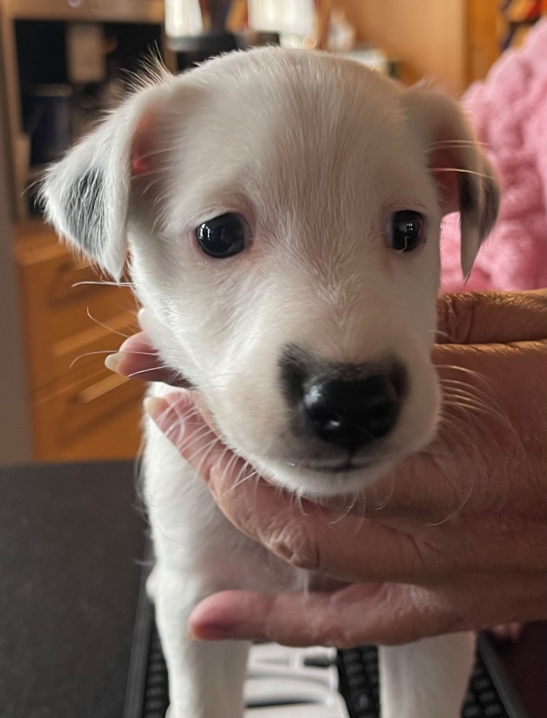 du Manoir Saint Adrien - Chiots disponibles - Fox Terrier Poil lisse