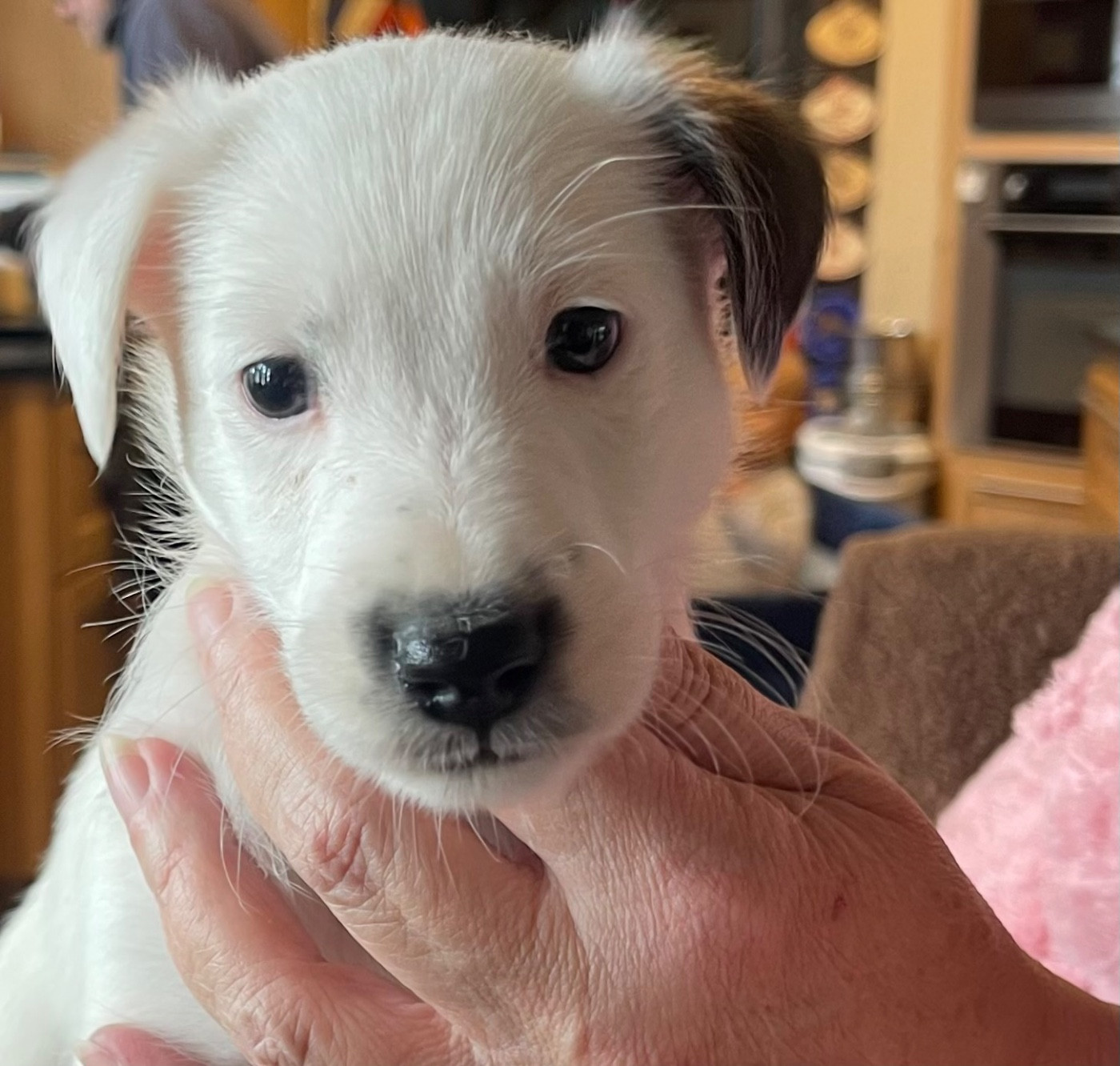 du Manoir Saint Adrien - Chiots disponibles - Fox Terrier Poil lisse