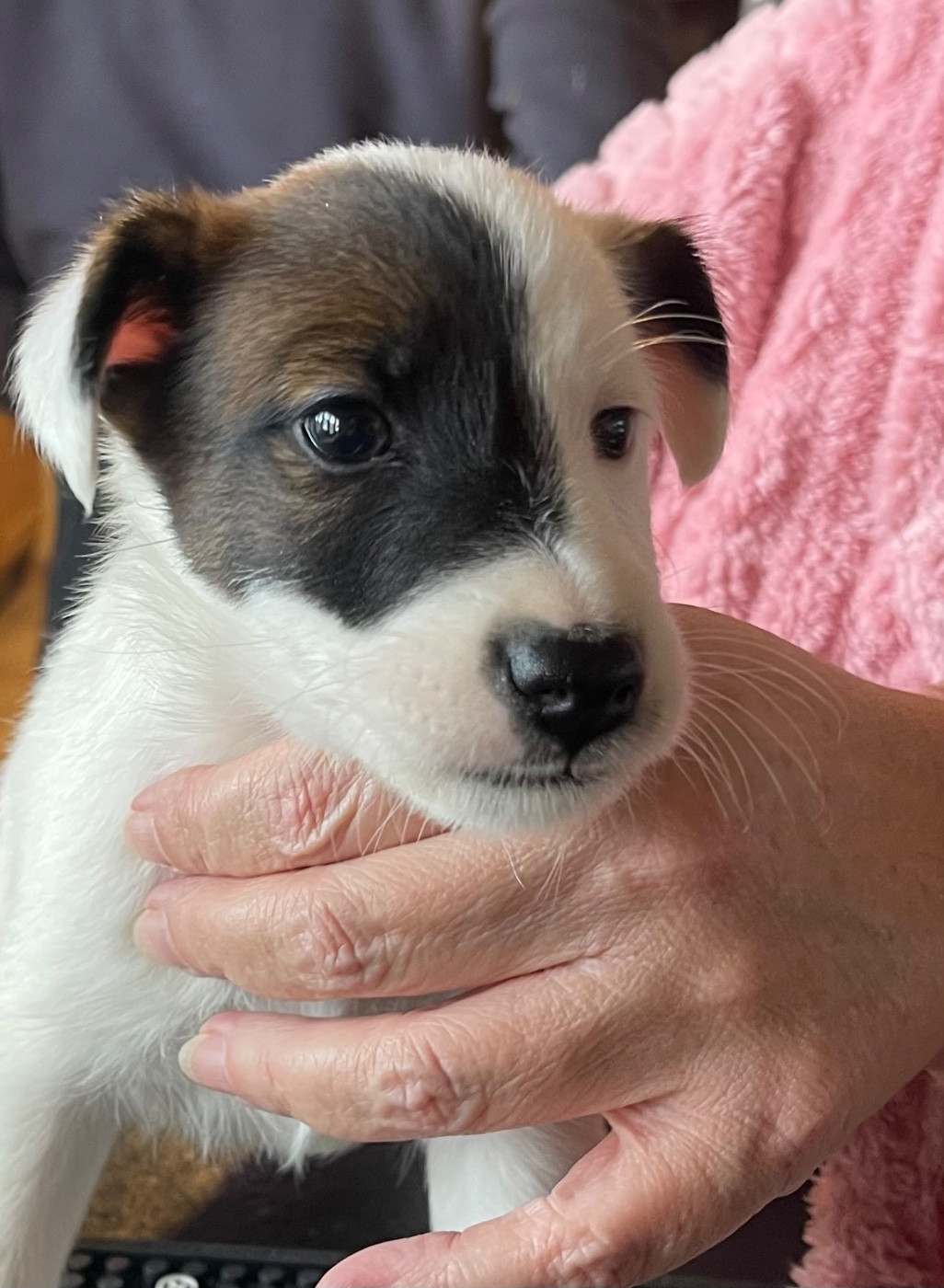 du Manoir Saint Adrien - Chiots disponibles - Fox Terrier Poil lisse