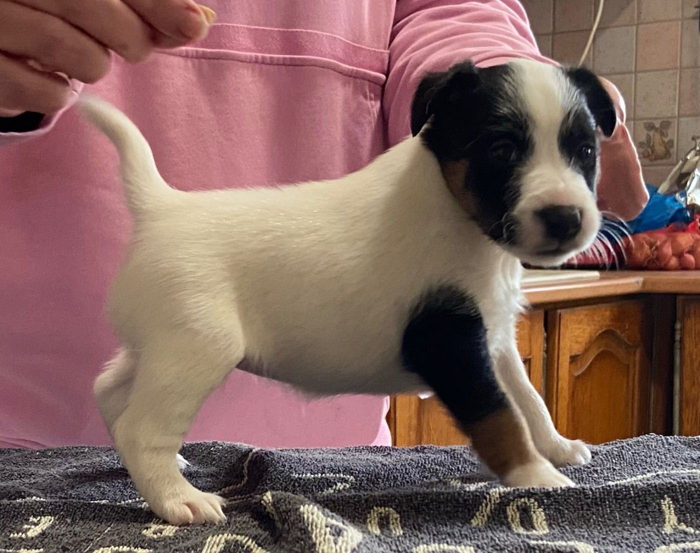 du Manoir Saint Adrien - Chiots disponibles - Fox Terrier Poil lisse
