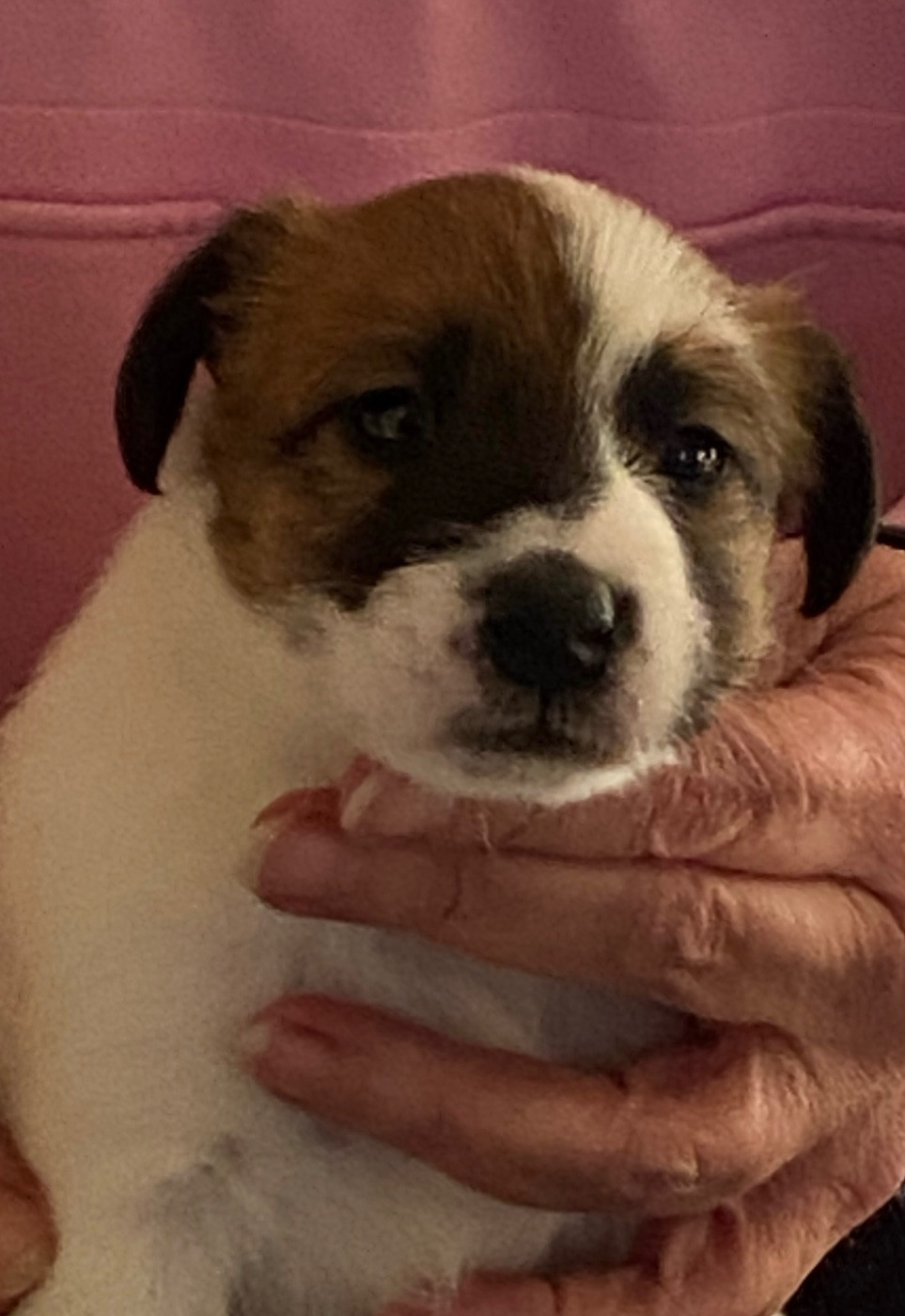 du Manoir Saint Adrien - Chiots disponibles - Fox Terrier Poil lisse