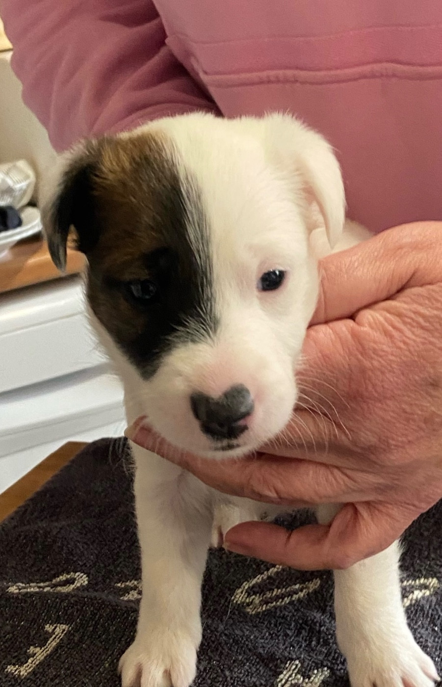 du Manoir Saint Adrien - Chiots disponibles - Fox Terrier Poil lisse