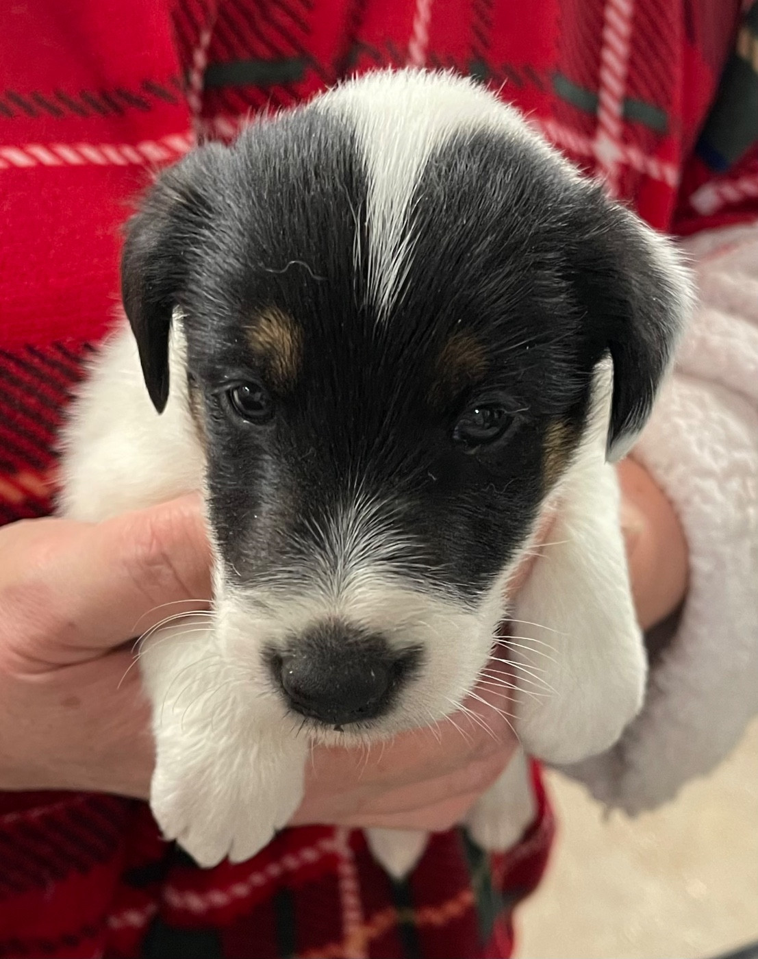 du Manoir Saint Adrien - Chiots disponibles - Fox Terrier Poil lisse