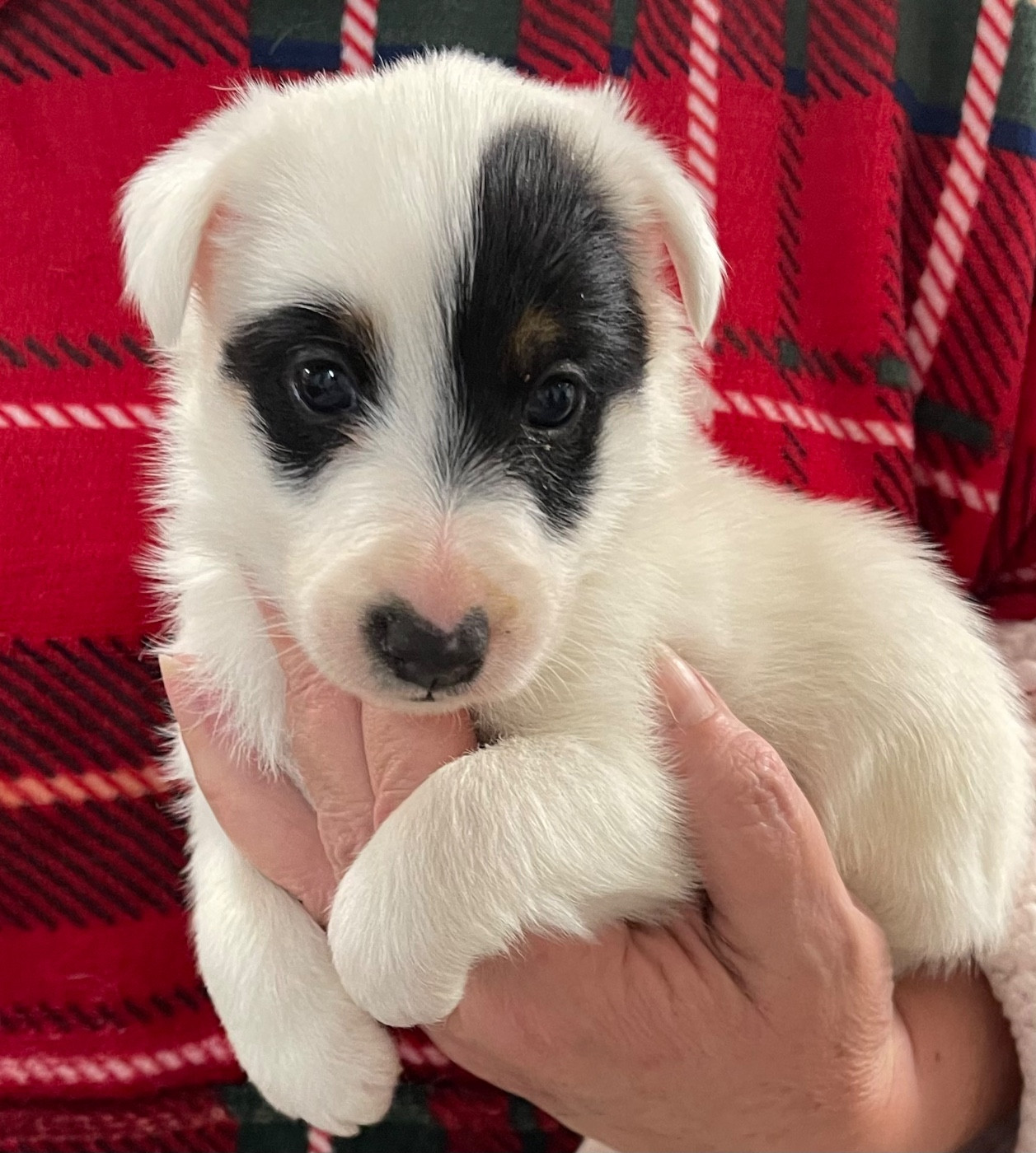 du Manoir Saint Adrien - Chiots disponibles - Fox Terrier Poil lisse