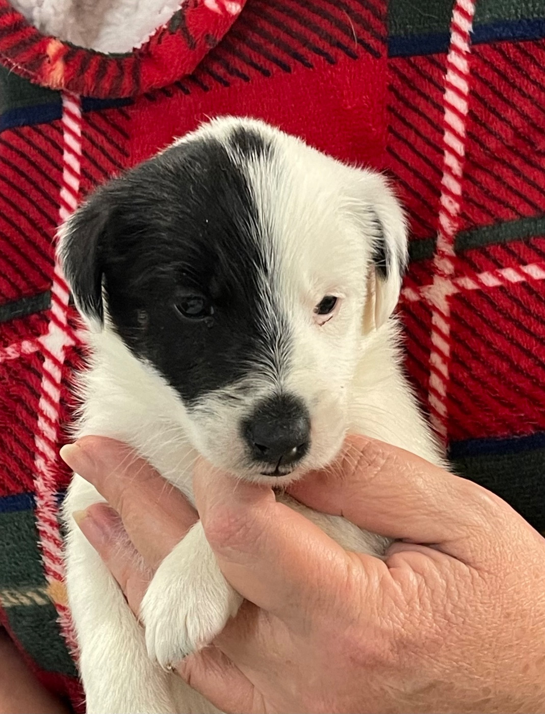 du Manoir Saint Adrien - Chiots disponibles - Fox Terrier Poil lisse