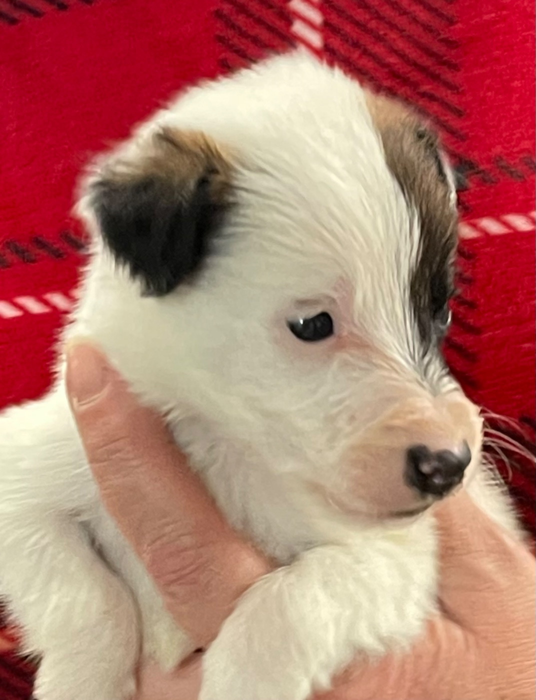 du Manoir Saint Adrien - Chiots disponibles - Fox Terrier Poil lisse