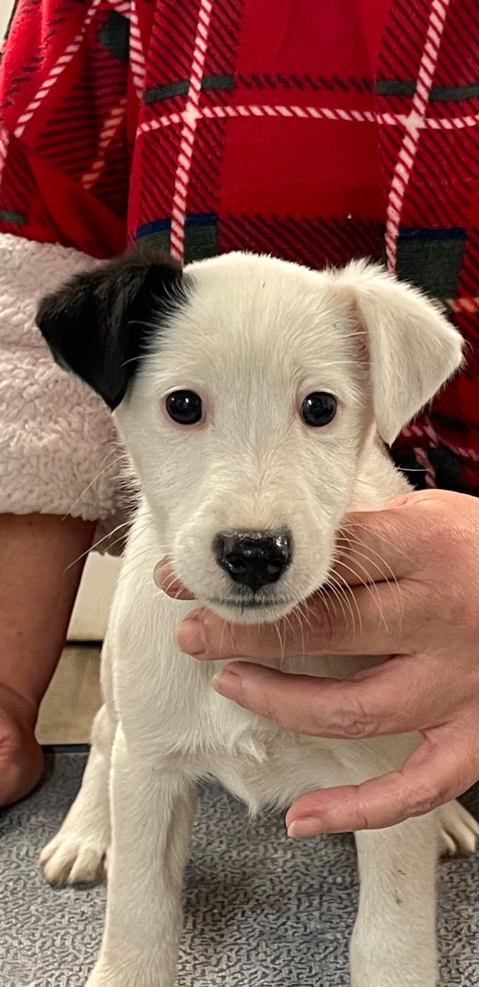 du Manoir Saint Adrien - Chiots disponibles - Fox Terrier Poil lisse