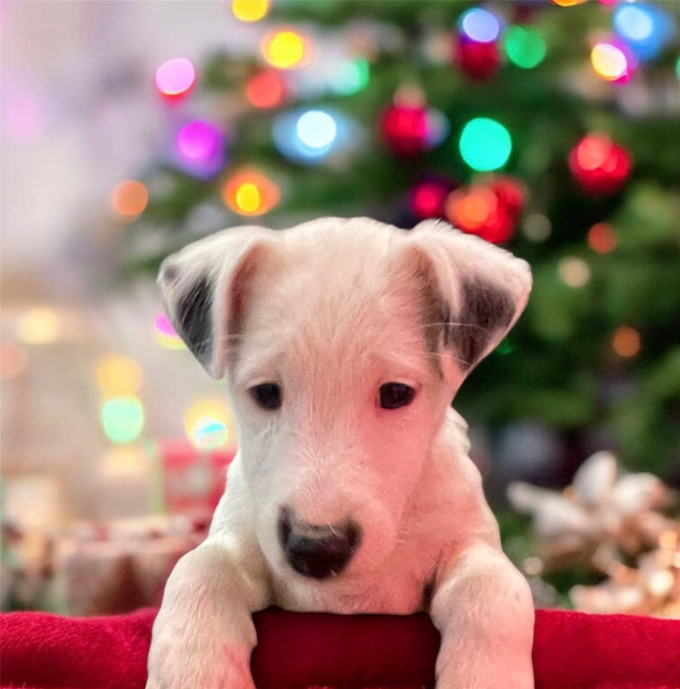 du Manoir Saint Adrien - Chiots disponibles - Fox Terrier Poil lisse