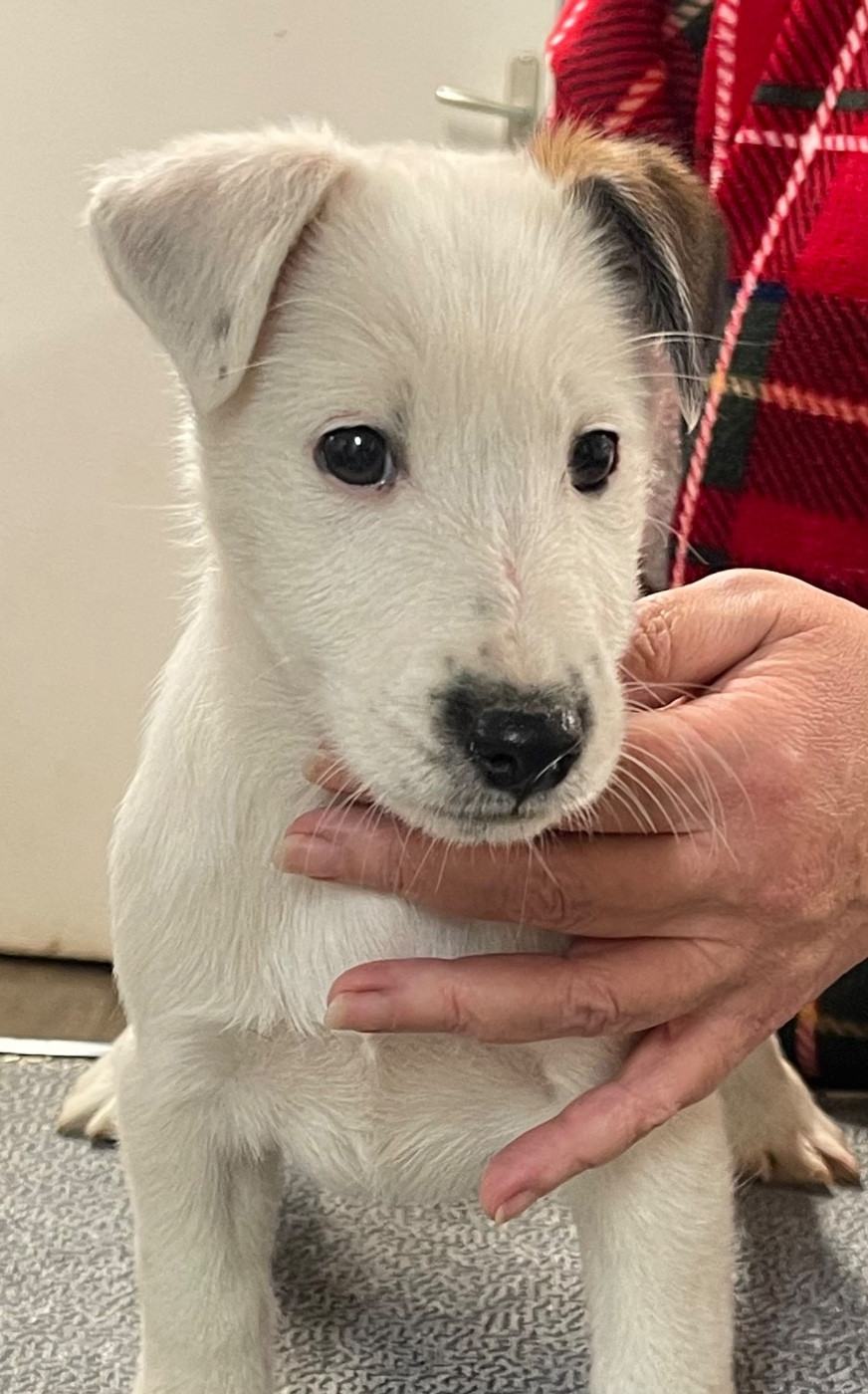 du Manoir Saint Adrien - Chiots disponibles - Fox Terrier Poil lisse