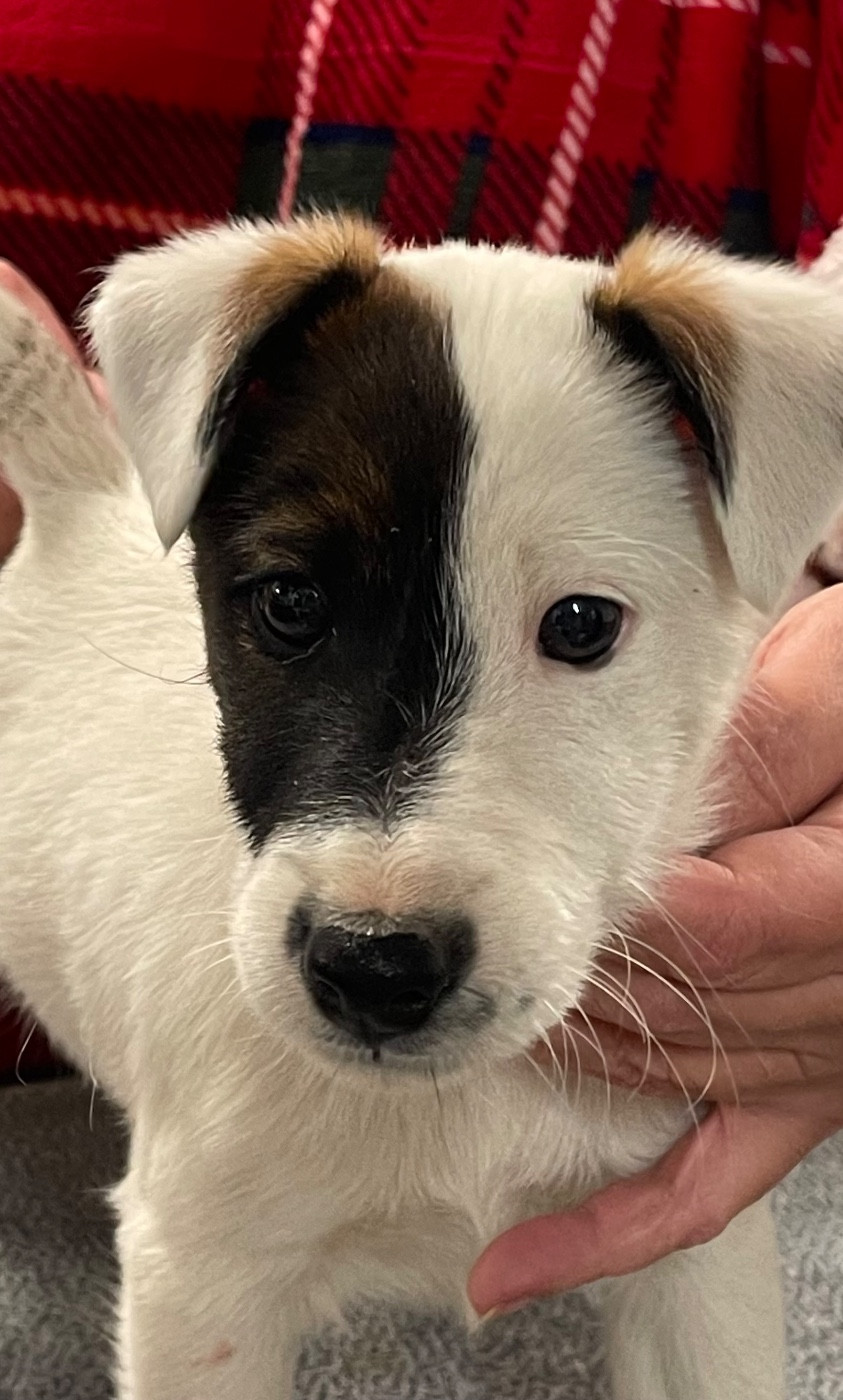 du Manoir Saint Adrien - Chiots disponibles - Fox Terrier Poil lisse