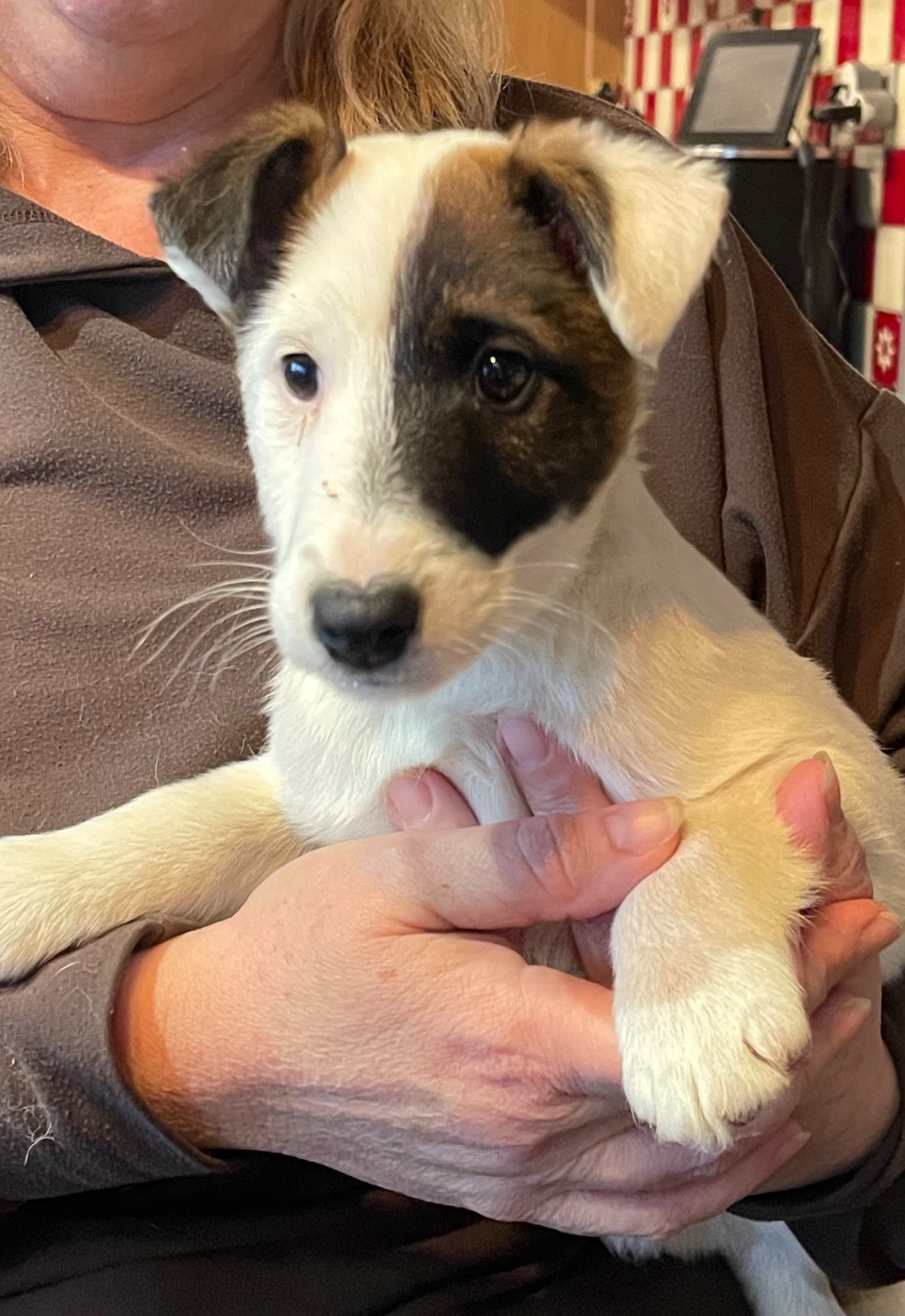 Chiot Fox Terrier Poil lisse du Manoir Saint Adrien