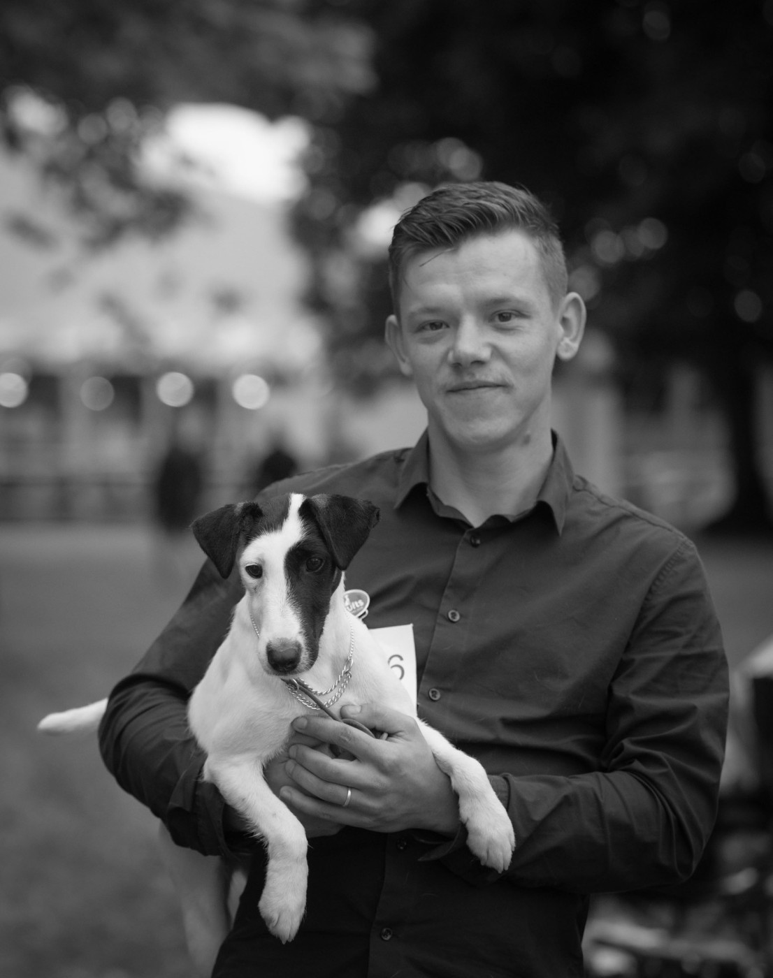 Chiot Fox Terrier Poil lisse du Manoir Saint Adrien