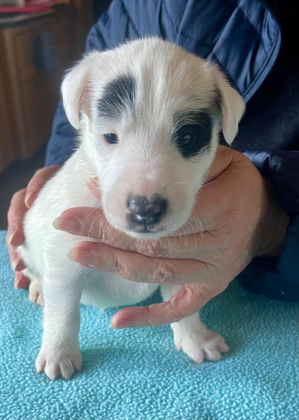 du Manoir Saint Adrien - Chiots disponibles - Fox Terrier Poil lisse