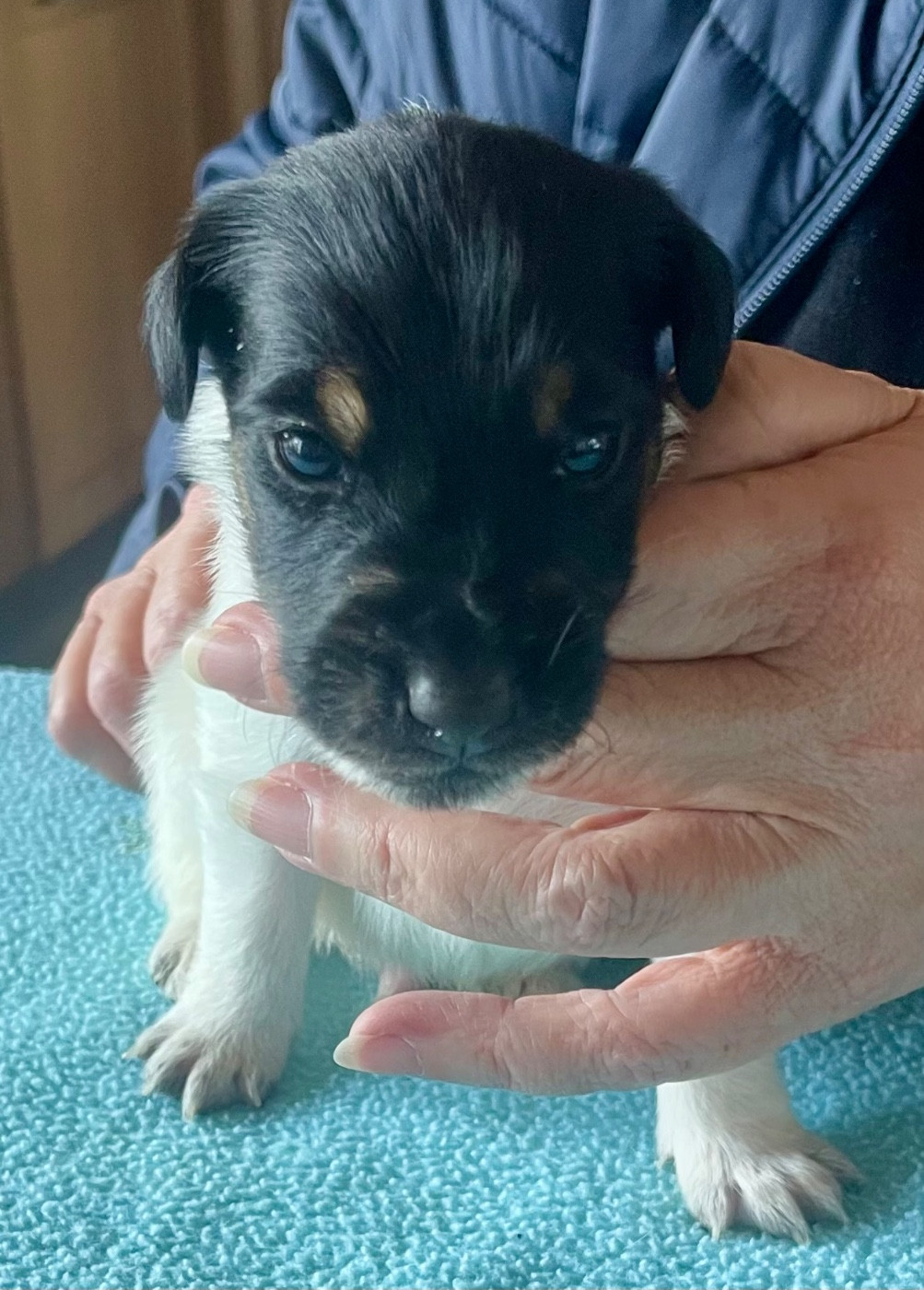 du Manoir Saint Adrien - Chiots disponibles - Fox Terrier Poil lisse