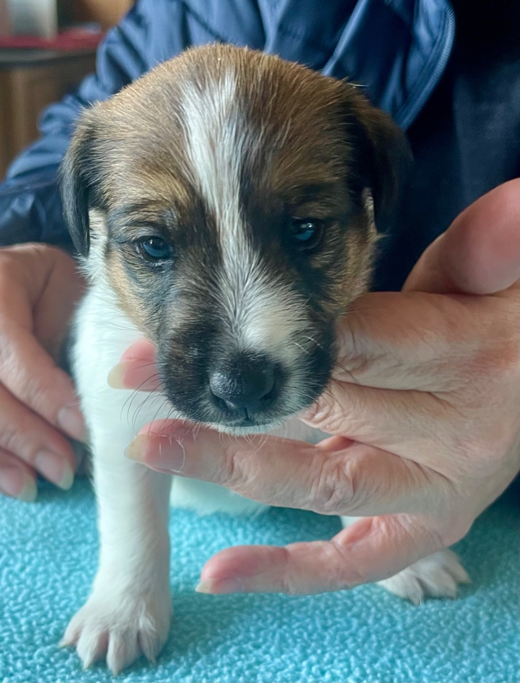 du Manoir Saint Adrien - Chiots disponibles - Fox Terrier Poil lisse