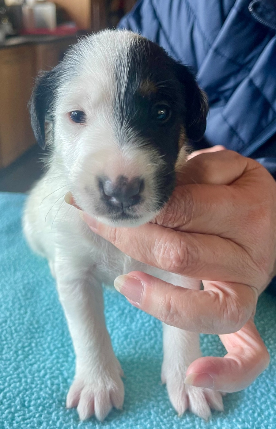 du Manoir Saint Adrien - Chiots disponibles - Fox Terrier Poil lisse