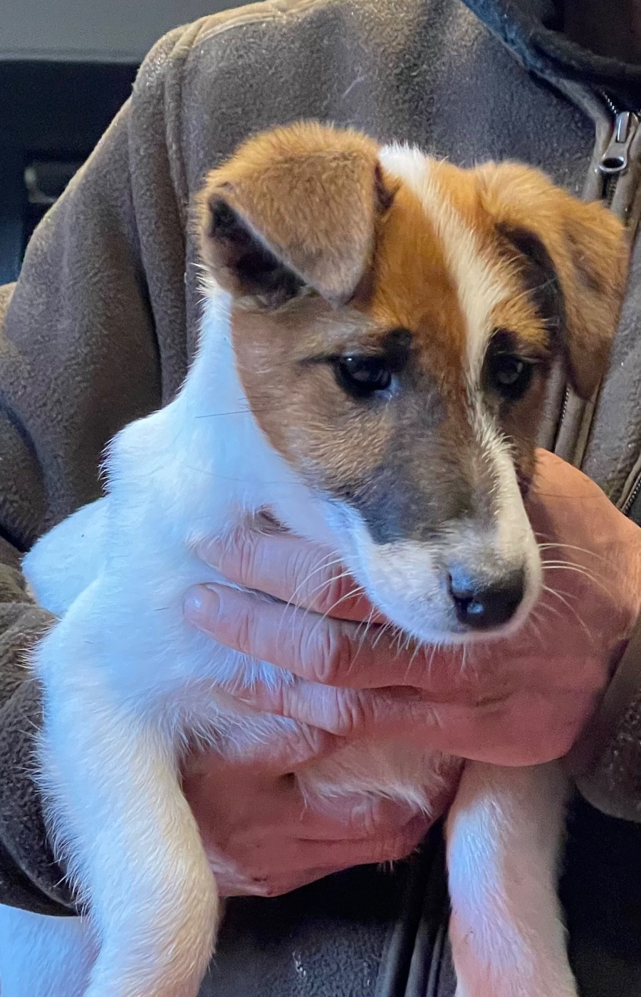 du Manoir Saint Adrien - Chiots disponibles - Fox Terrier Poil lisse