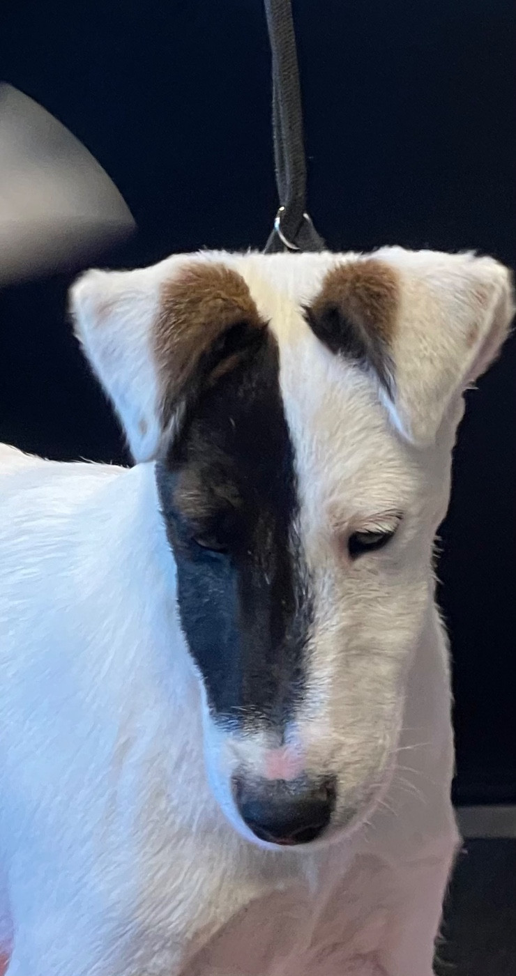 du Manoir Saint Adrien - Chiots disponibles - Fox Terrier Poil lisse