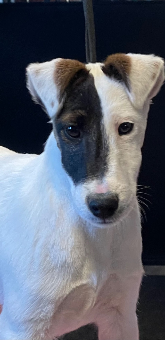 Chiot Fox Terrier Poil lisse du Manoir Saint Adrien