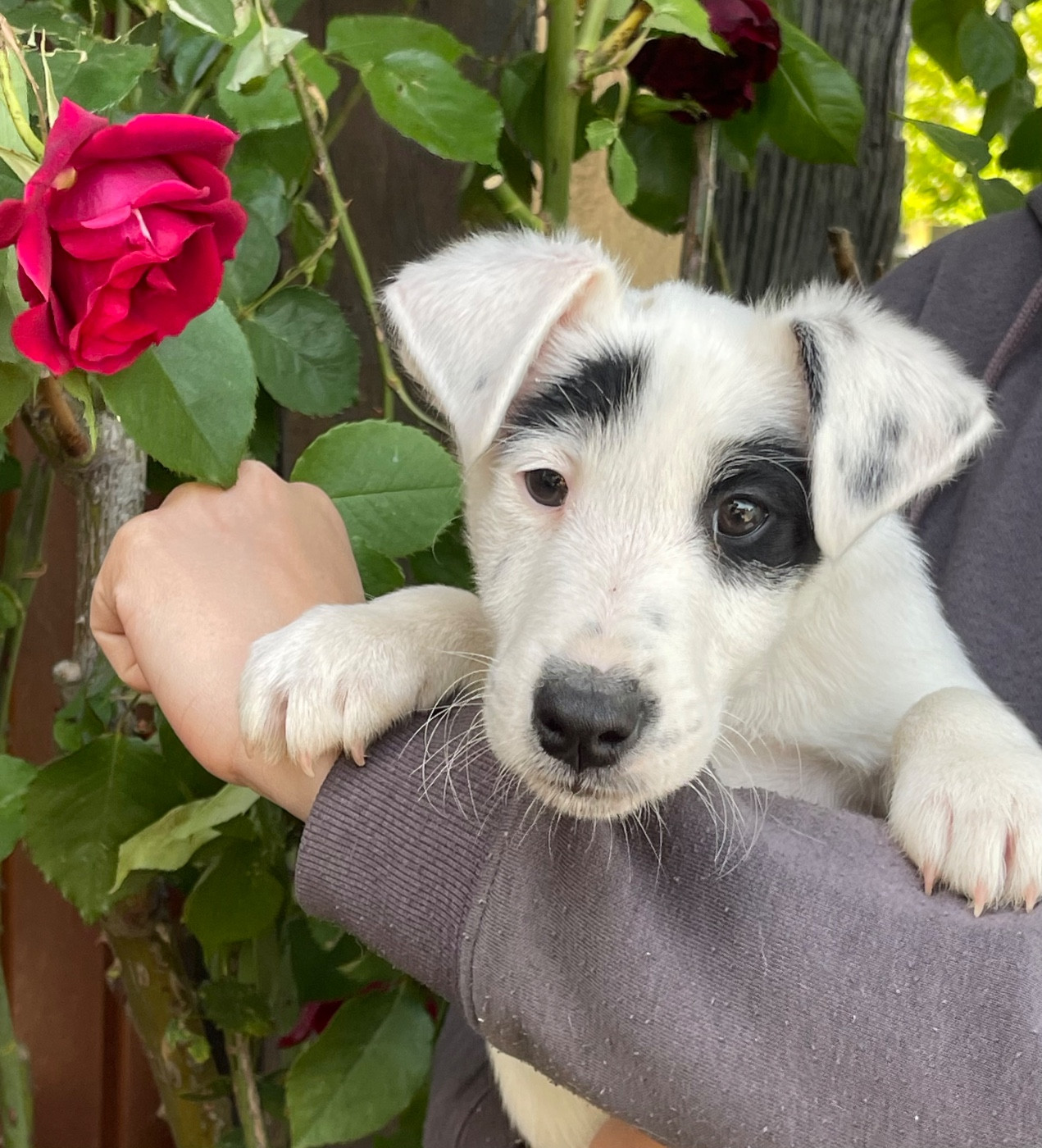 du Manoir Saint Adrien - Chiots disponibles - Fox Terrier Poil lisse