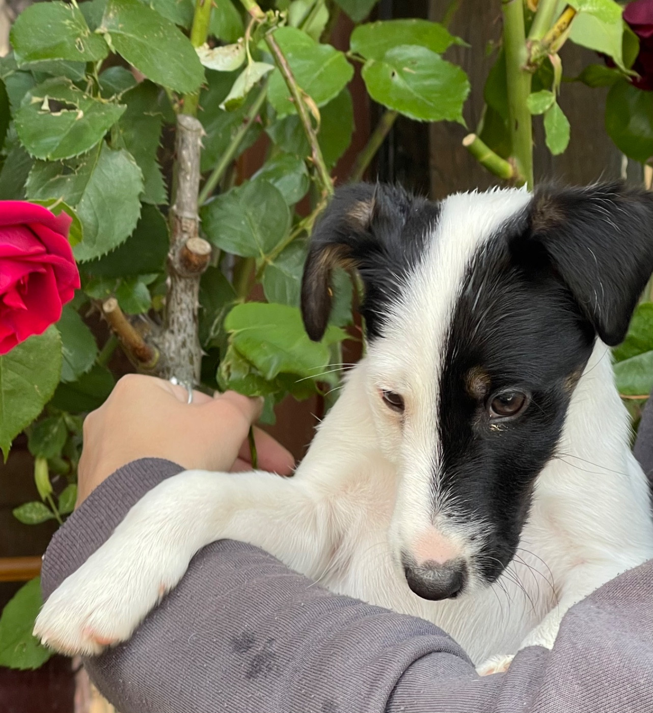 du Manoir Saint Adrien - Chiots disponibles - Fox Terrier Poil lisse